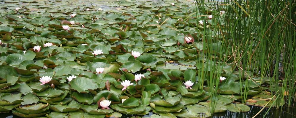 
            Фотография Карридаффа