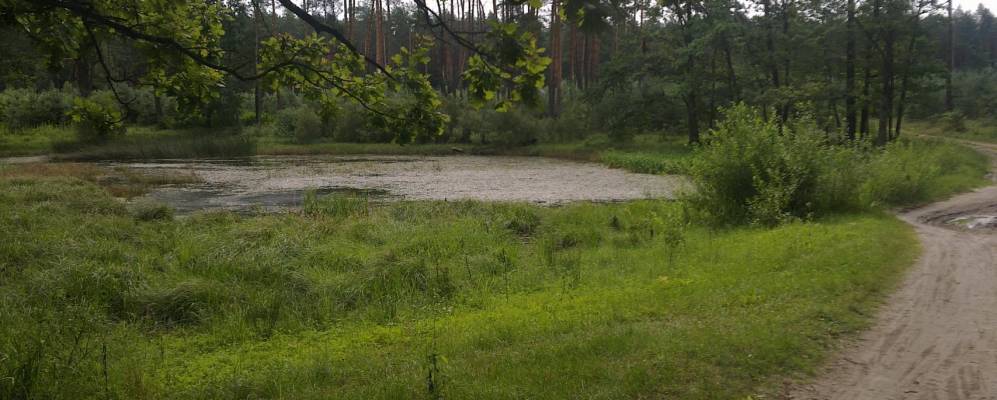 
            Фотография Лютарки