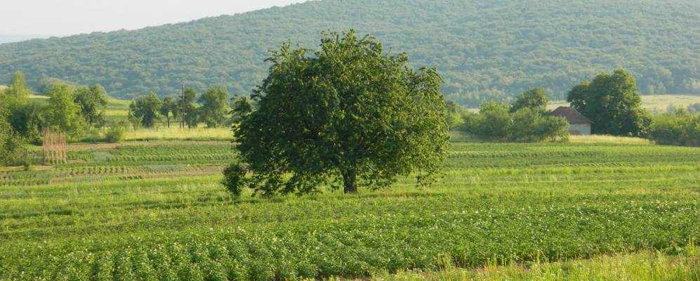 
            Фотография Шкуратовцы