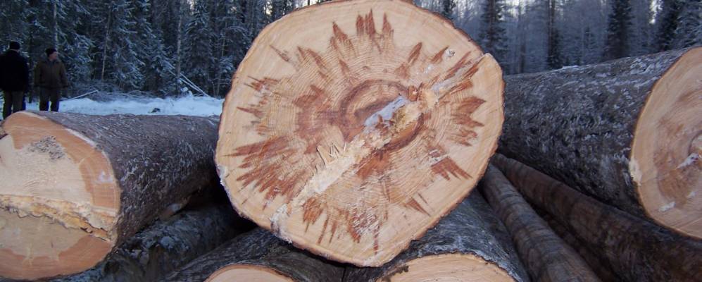 Фотография Волоковой Первой