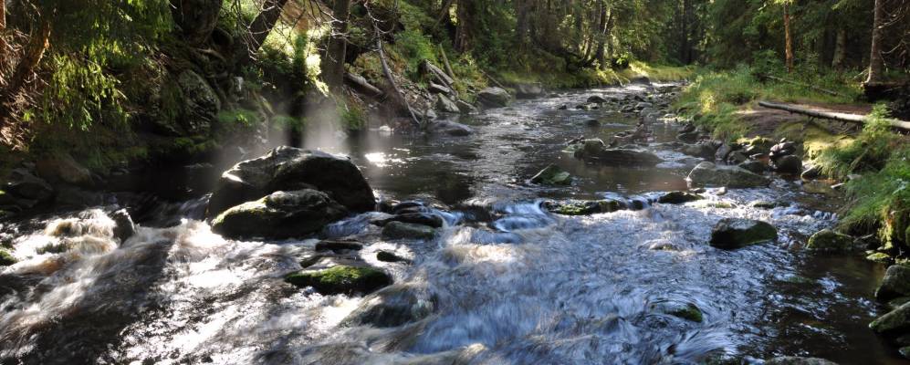 
            Фотография Модрава