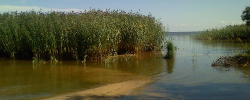 
            Фотография Роотсикюлы