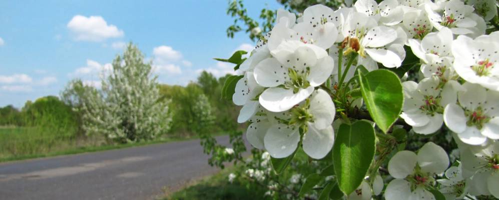 Фотография Тройняки