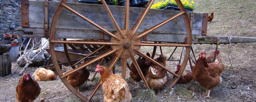 
            Фотография Кароны