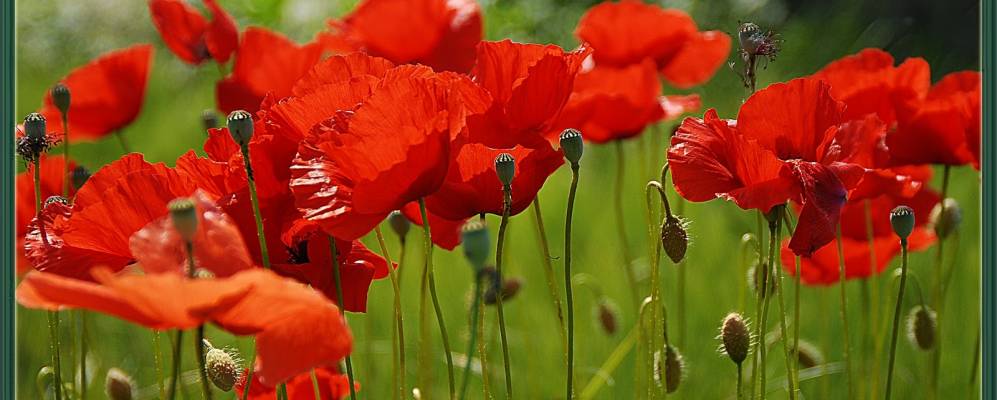 
            Фотография Буссоленго