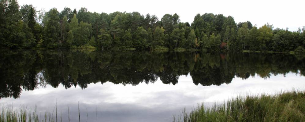 Фотография Стриженца