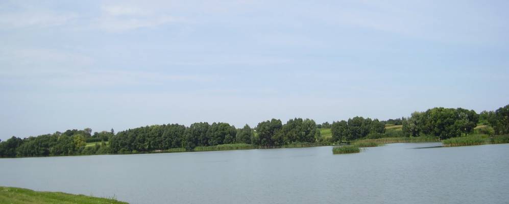 Фотография Сороки