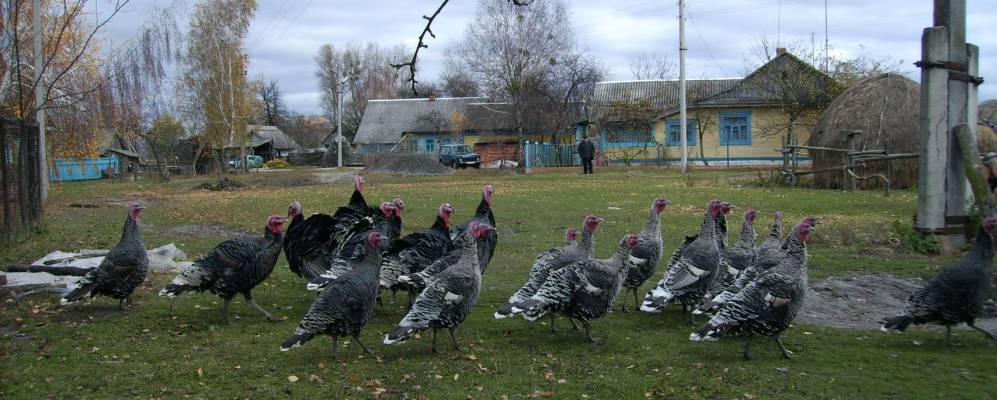 Фотография агорогородка Коротичи