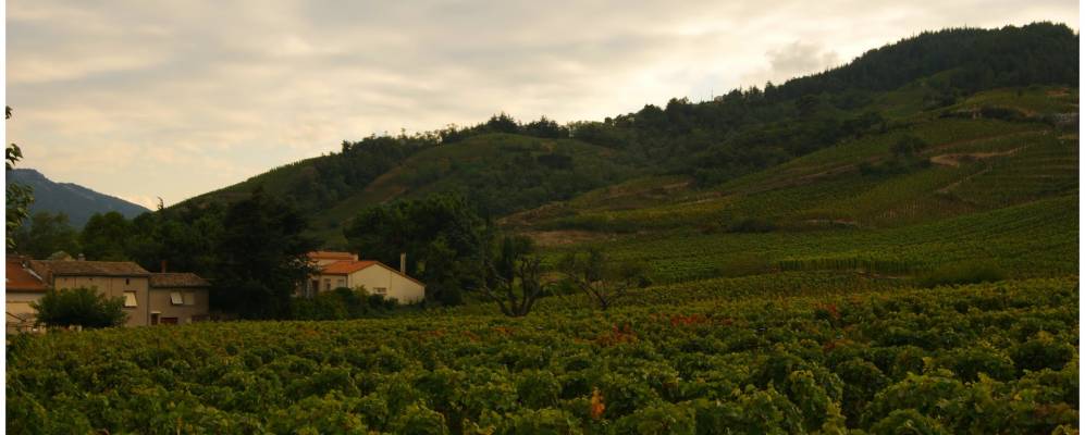 
            Фотография Корна