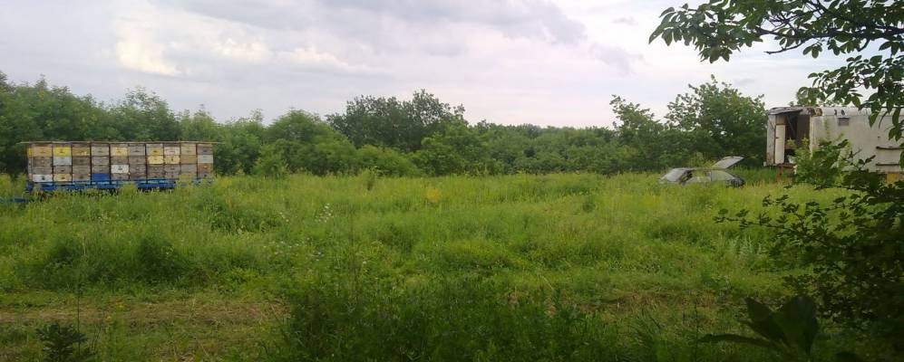 кленовогорская дубрава марий эл. саракташская дубовая роща. дубовый ставропольский край. дуб акпарса (вековой дуб степана разина). дуб черешчатый (калининградская область).