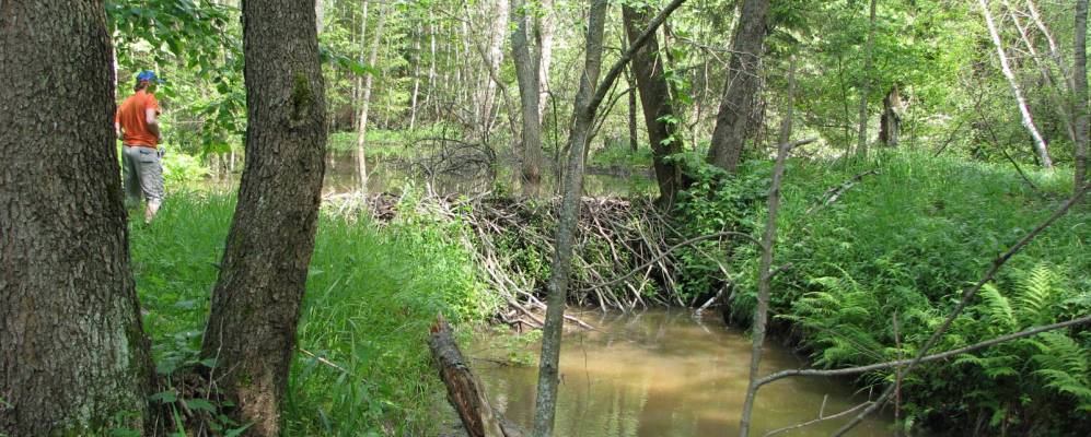 
            Фотография Стерха