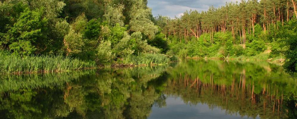 
            Фотография Перелески