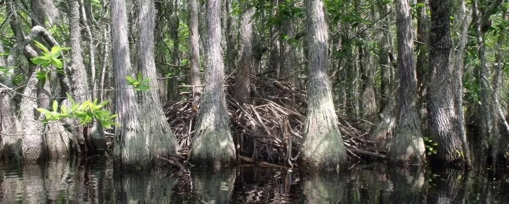 
            Фотография Твин Сити