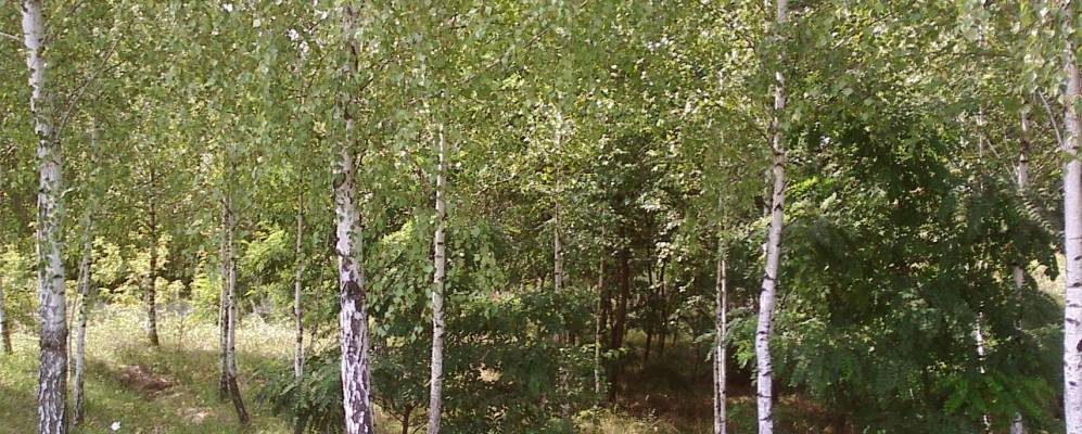 
            Фотография Бацманы