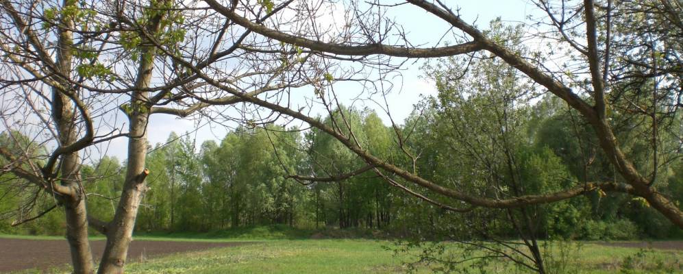 
            Фотография Хмелевика