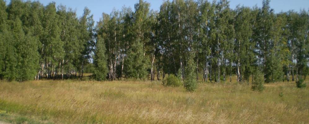 
            Фотография Перши