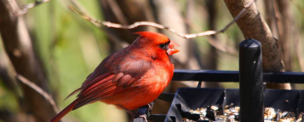 
            Фотография Сассекса