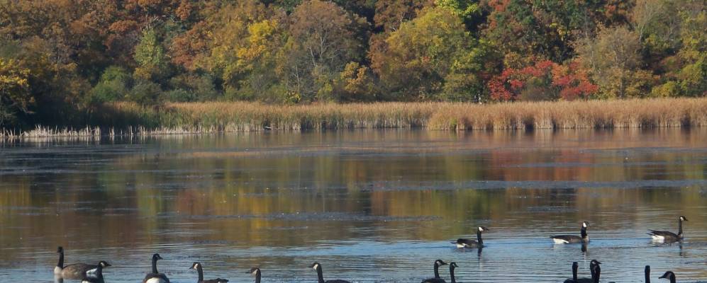 
            Фотография Пелл Лейк