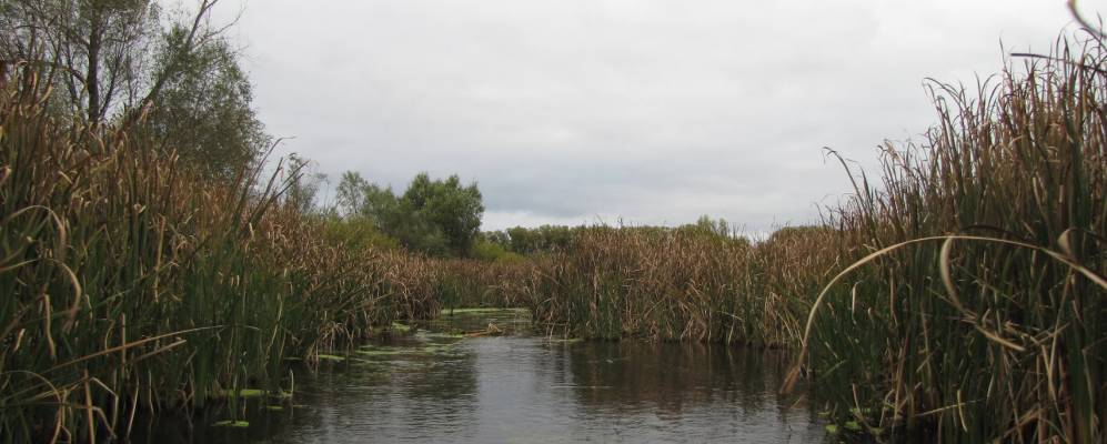 
            Фотография Черняхов