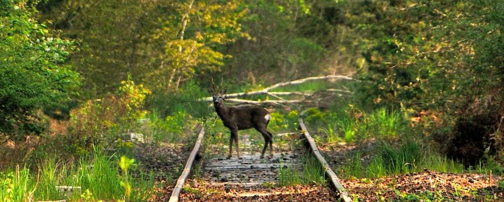
            Фотография Мерлина