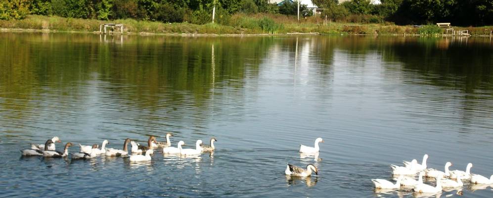 
            Фотография Котовки