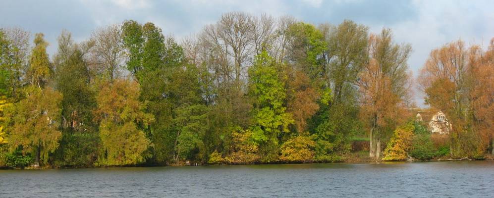 
            Фотография Овсяники