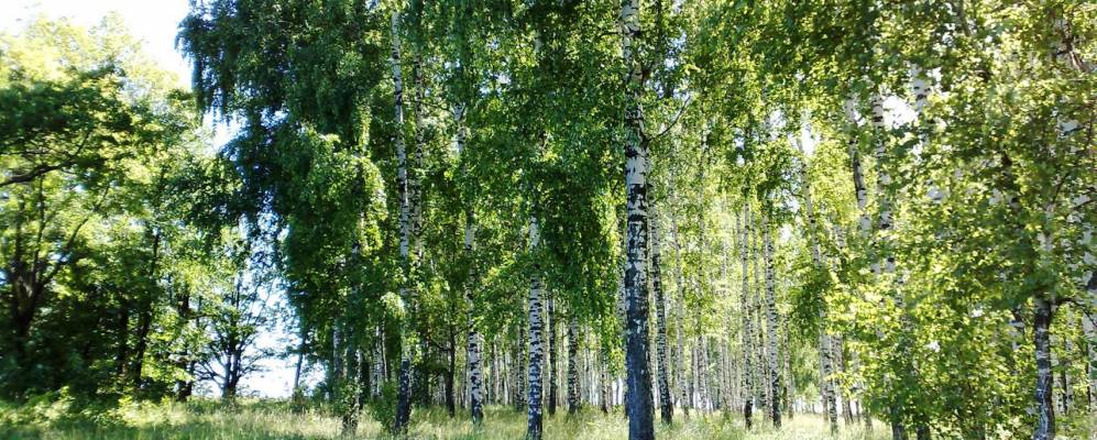 Фотография Новопоселенной Таябы