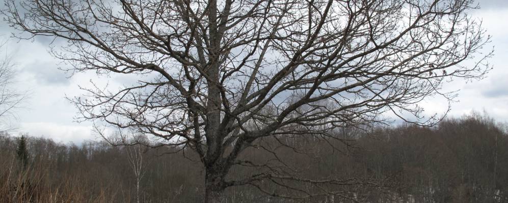 Фотография Кукуя