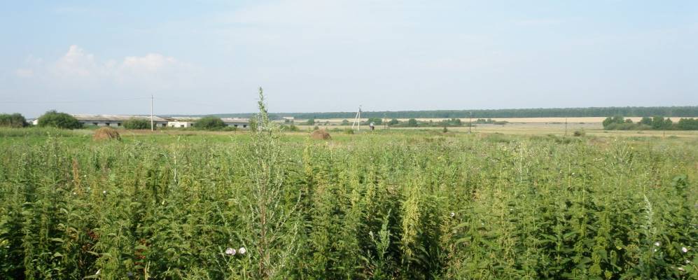 Фотография Вярьвели