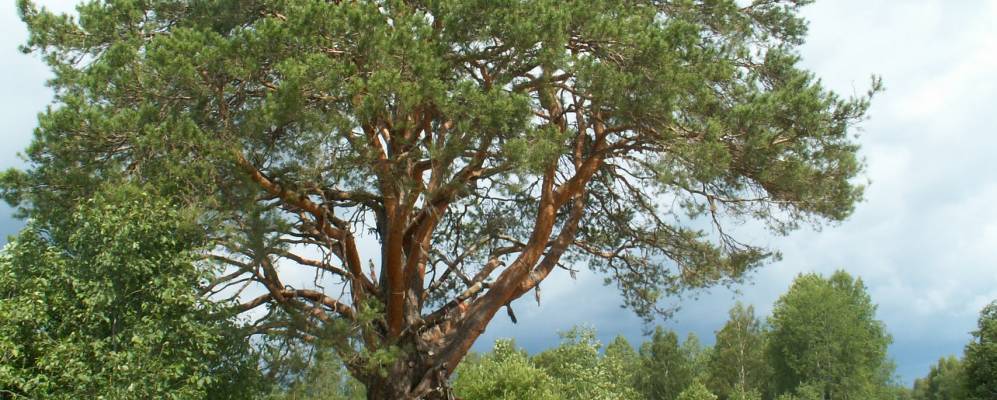 Фотография Челмы