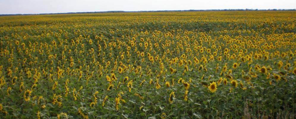 
            Фотография Сибкоммуны