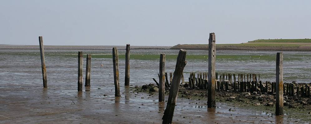 
            Фотография De Cocksdorp