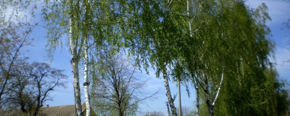 Фотография Высокополья