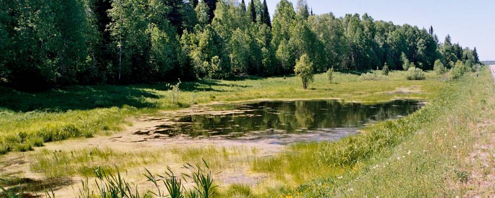 
            Фотография Крутовки