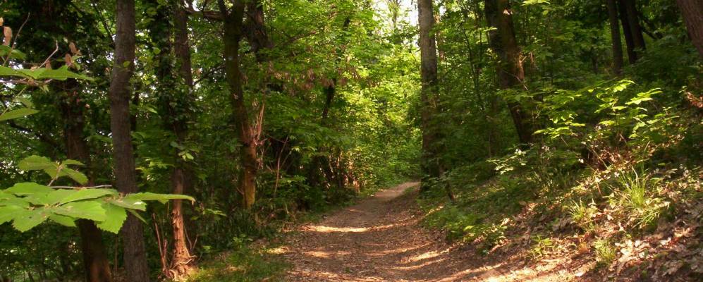 
            Фотография Сиртори