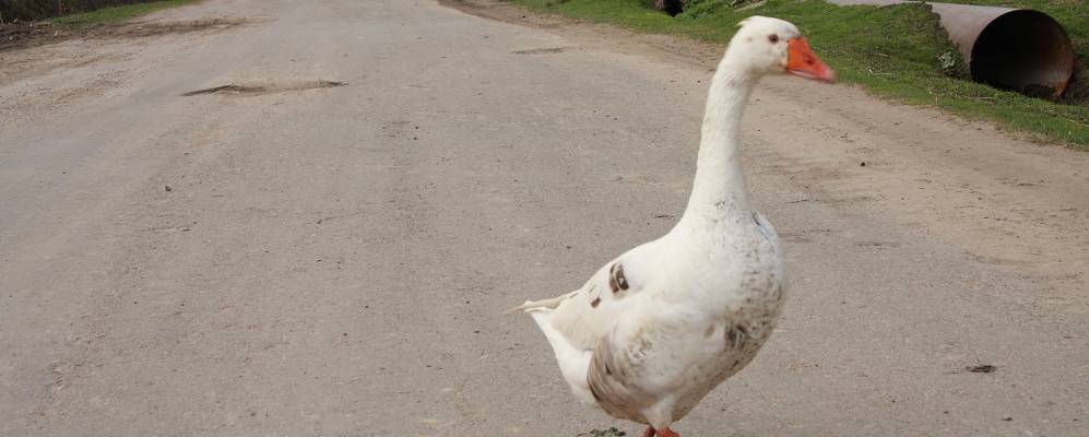 
            Фотография Чолгини
