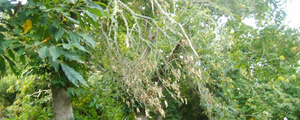 
            Фотография Ла-Виктория-де-Асентехо