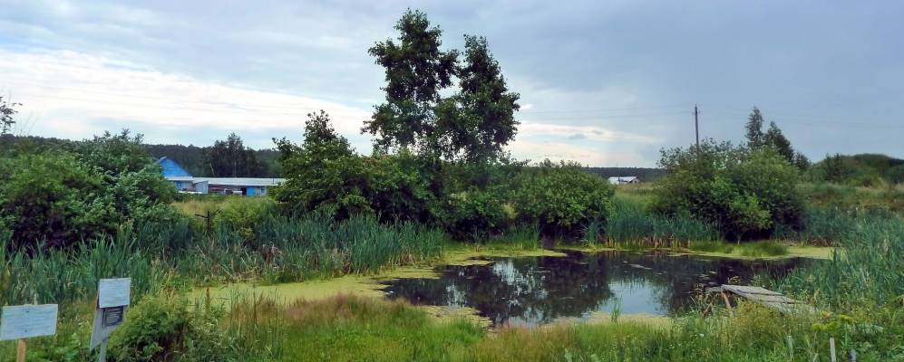 
            Фотография Чернушки