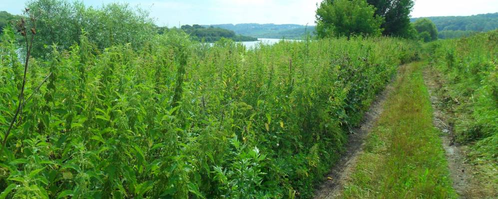 
            Фотография Мещериново