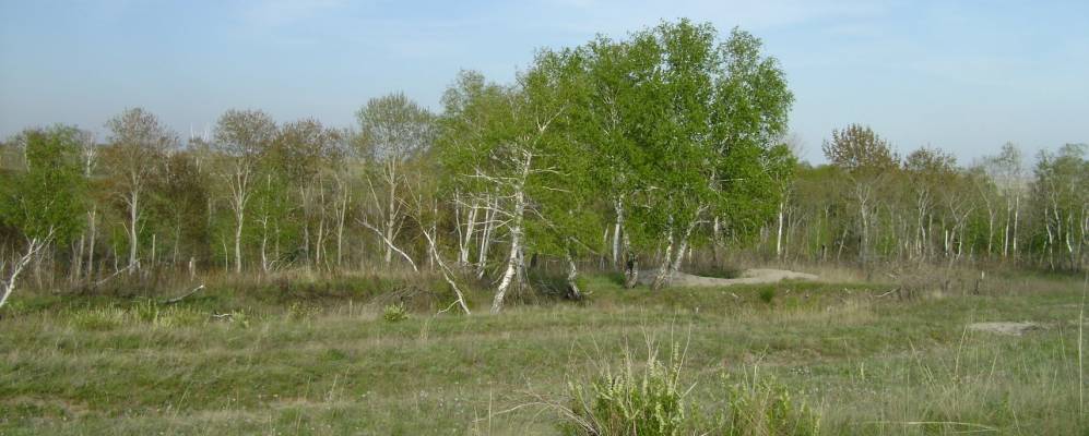 
            Фотография Ветлянки