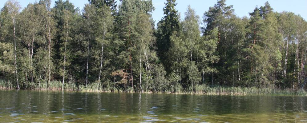 
            Фотография Стругов