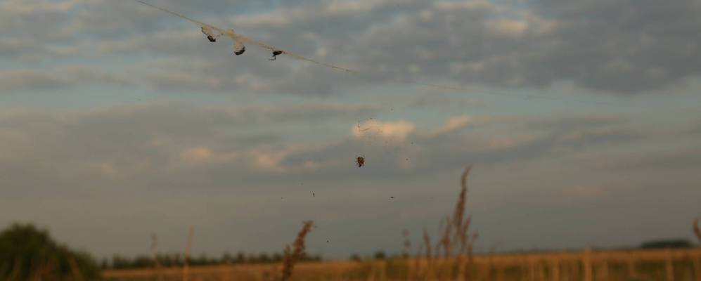 
            Фотография Куньих Липяг