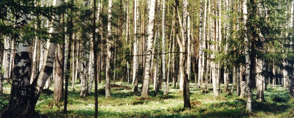 
            Фотография Мокино