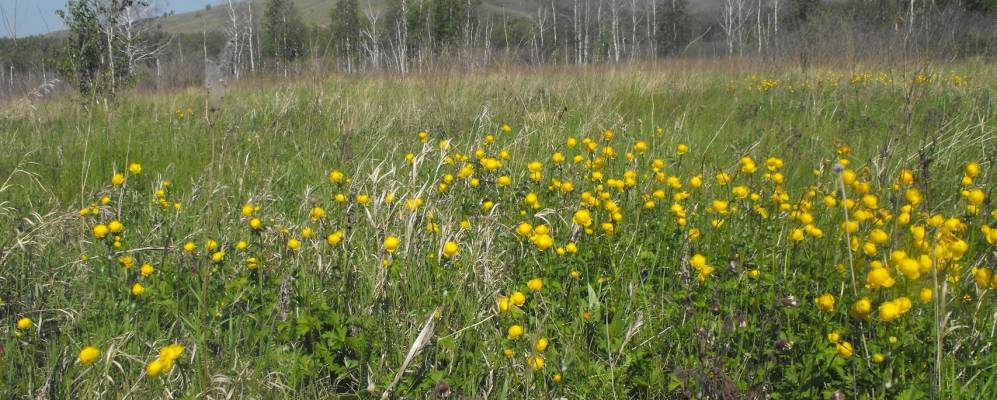 
            Фотография Степного Зая
