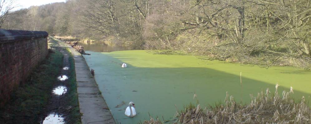 Фотография Литтл Рычага