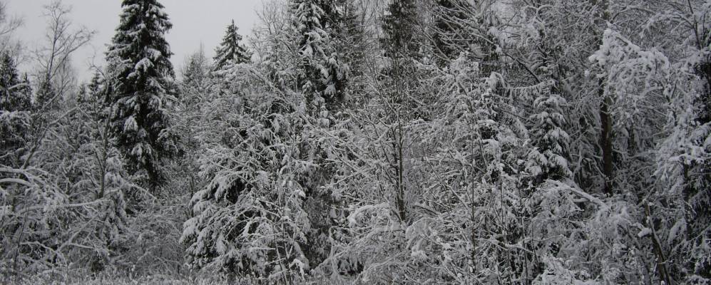 
            Фотография Устроихи