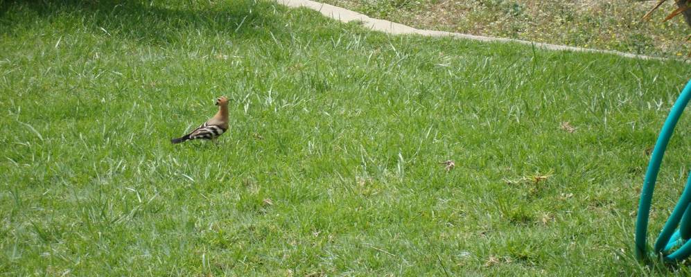 
            Фотография Иимнона