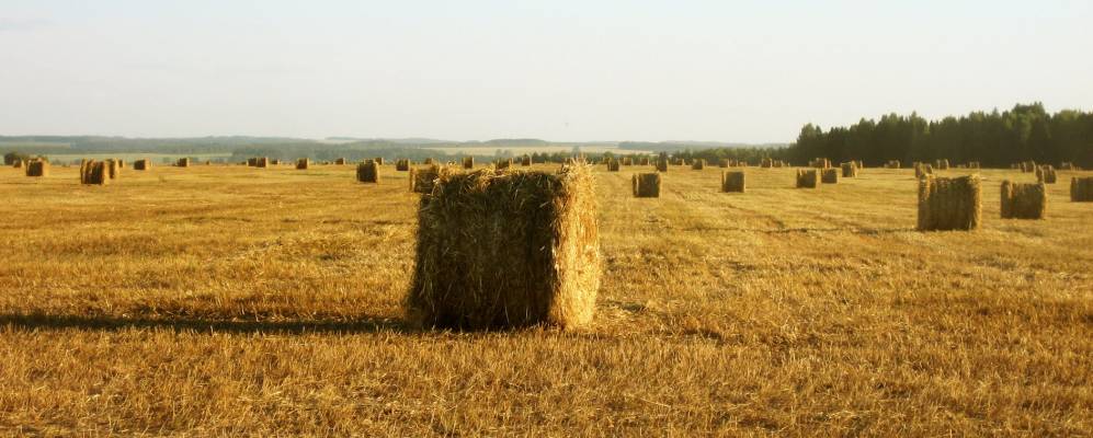 
            Фотография Ворон