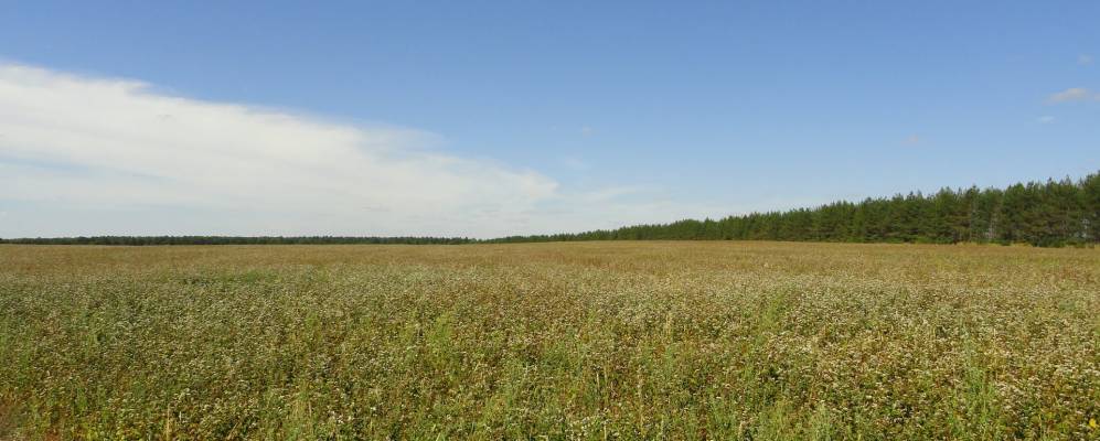 
            Фотография Опытного Поля