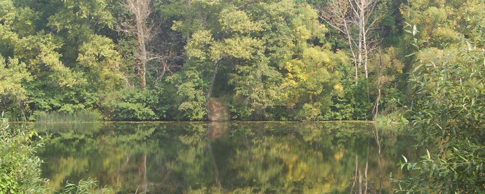 
            Фотография Поселка Тамбовского Лесхоза